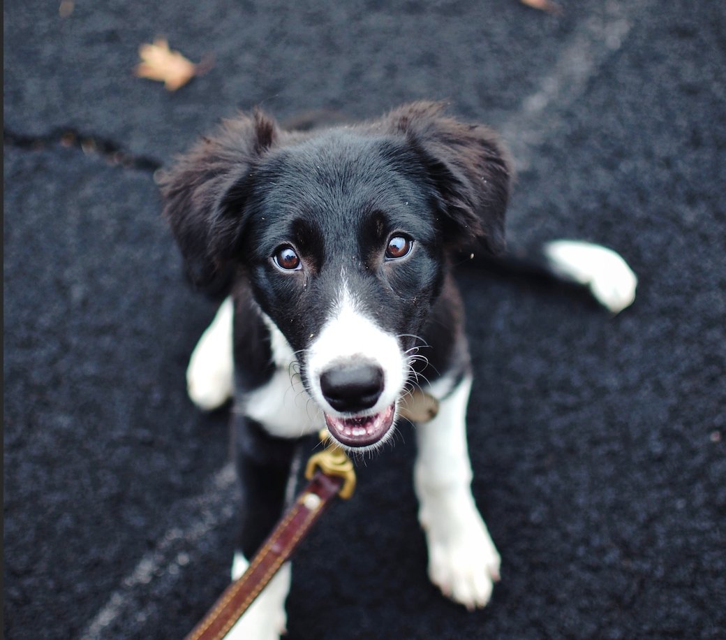 5 effective tips to get your puppy to love walks