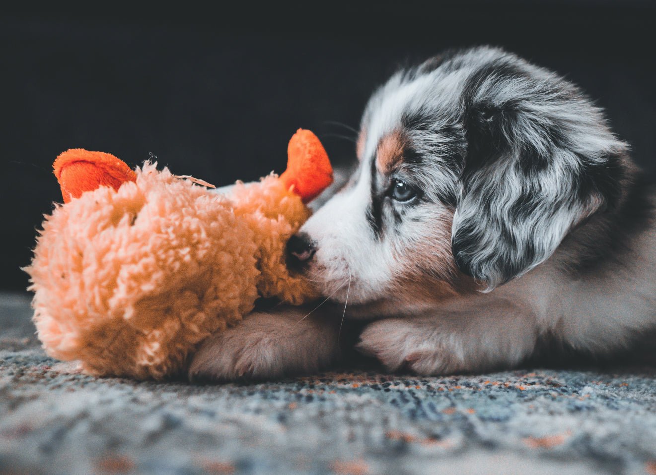 7 effective ways to keep your puppy happy and stimulated