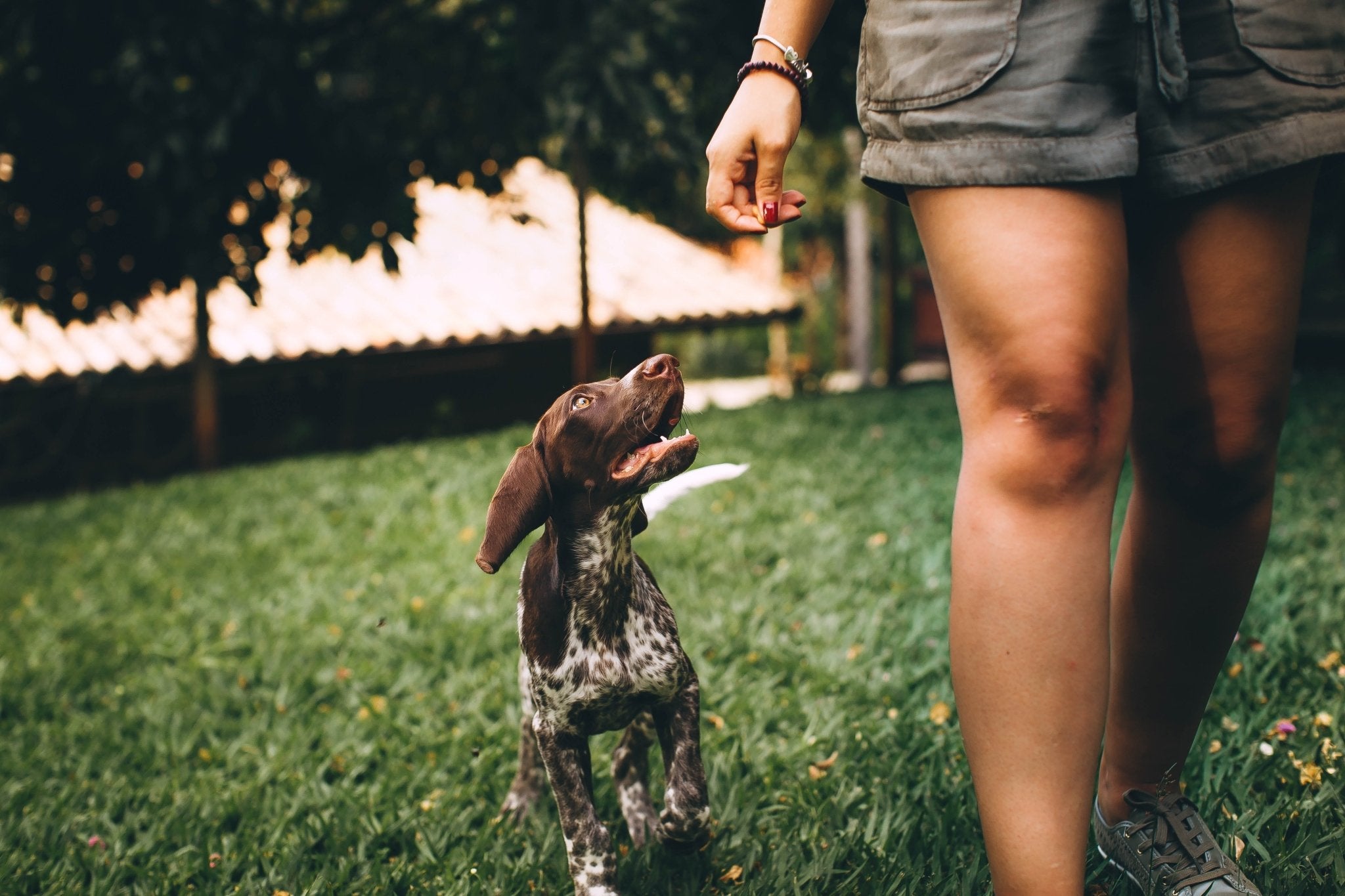 Everything you need to know about puppy training