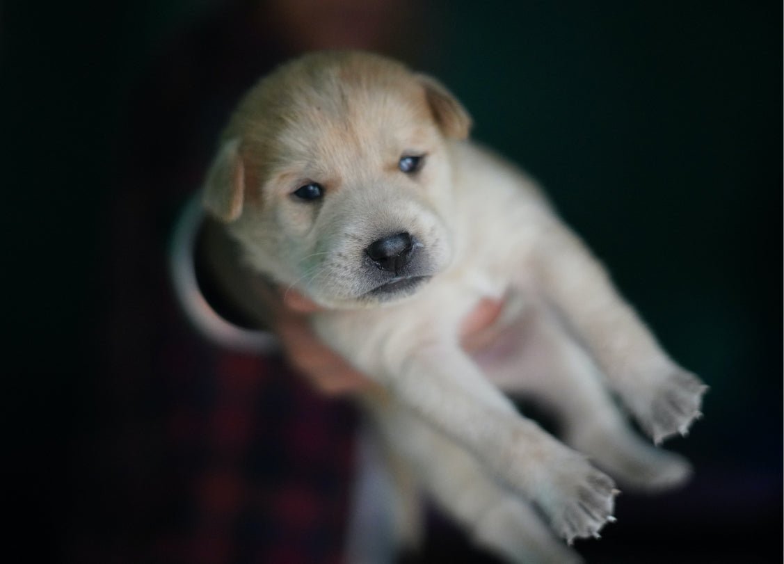 Deworming a puppy: When, how and why?