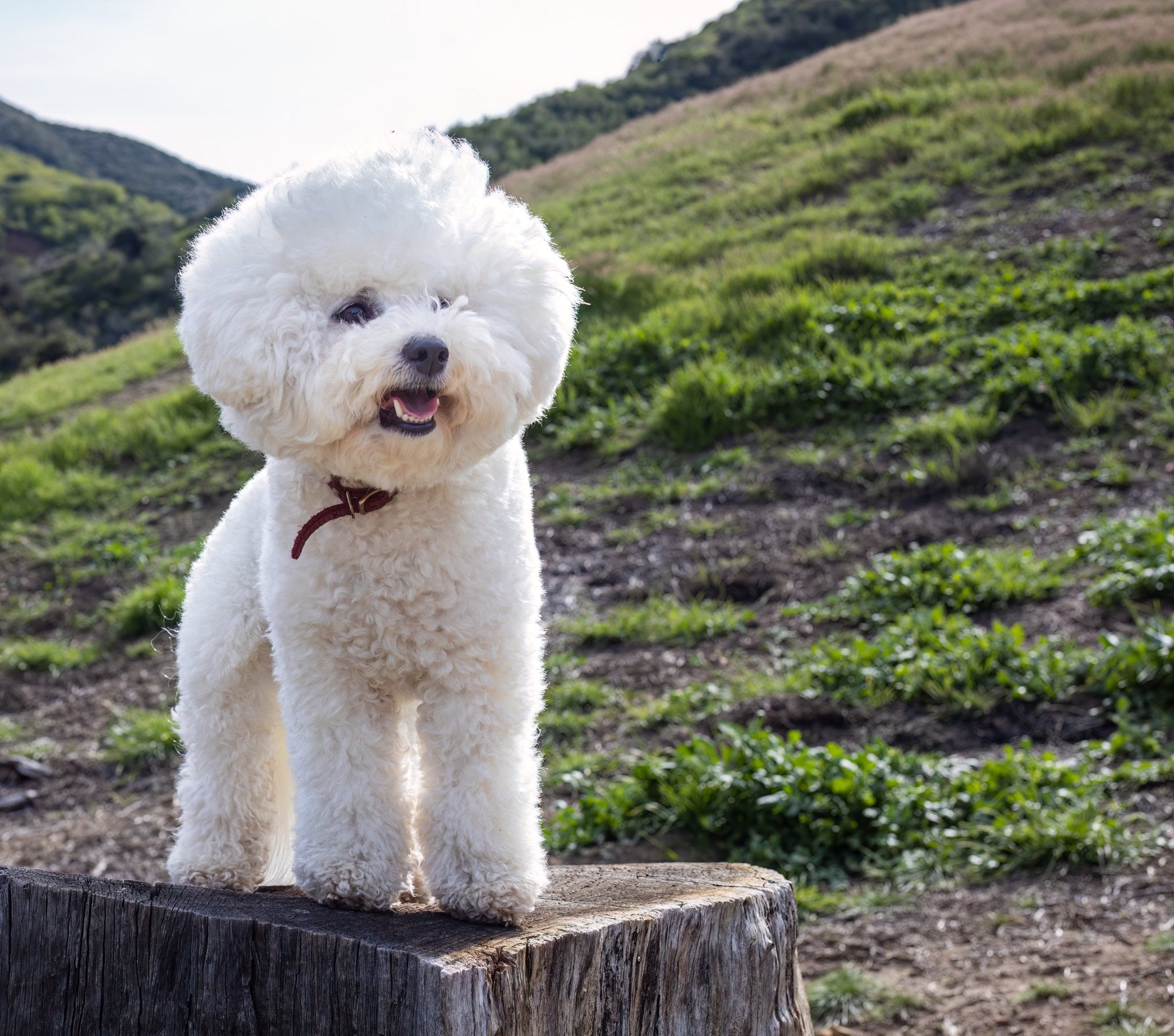 Bichon Frize - a charming companion for every home