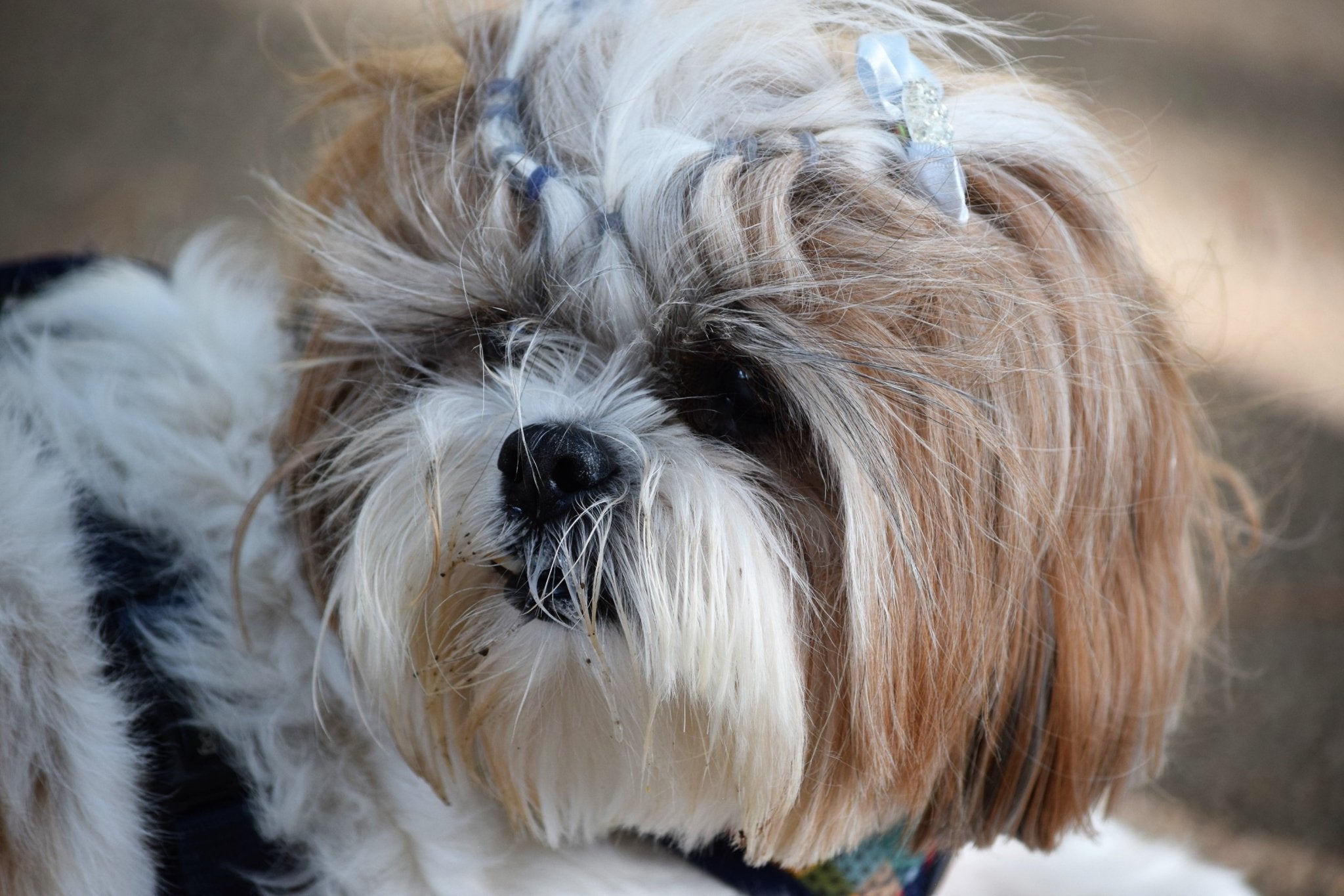 Bichon havanais - a playful companion for every home