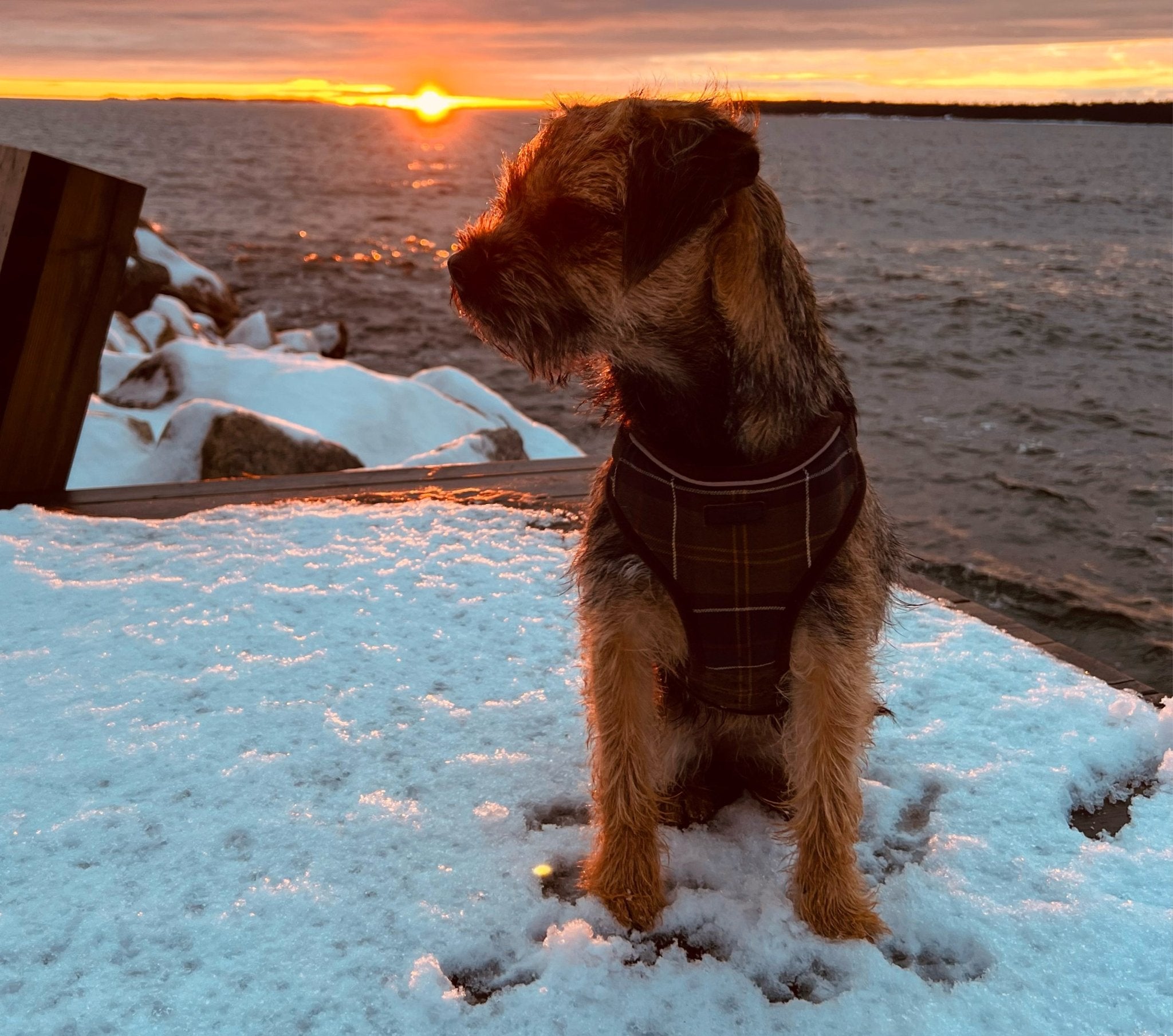 Border terrier - en robust och charmig följeslagare