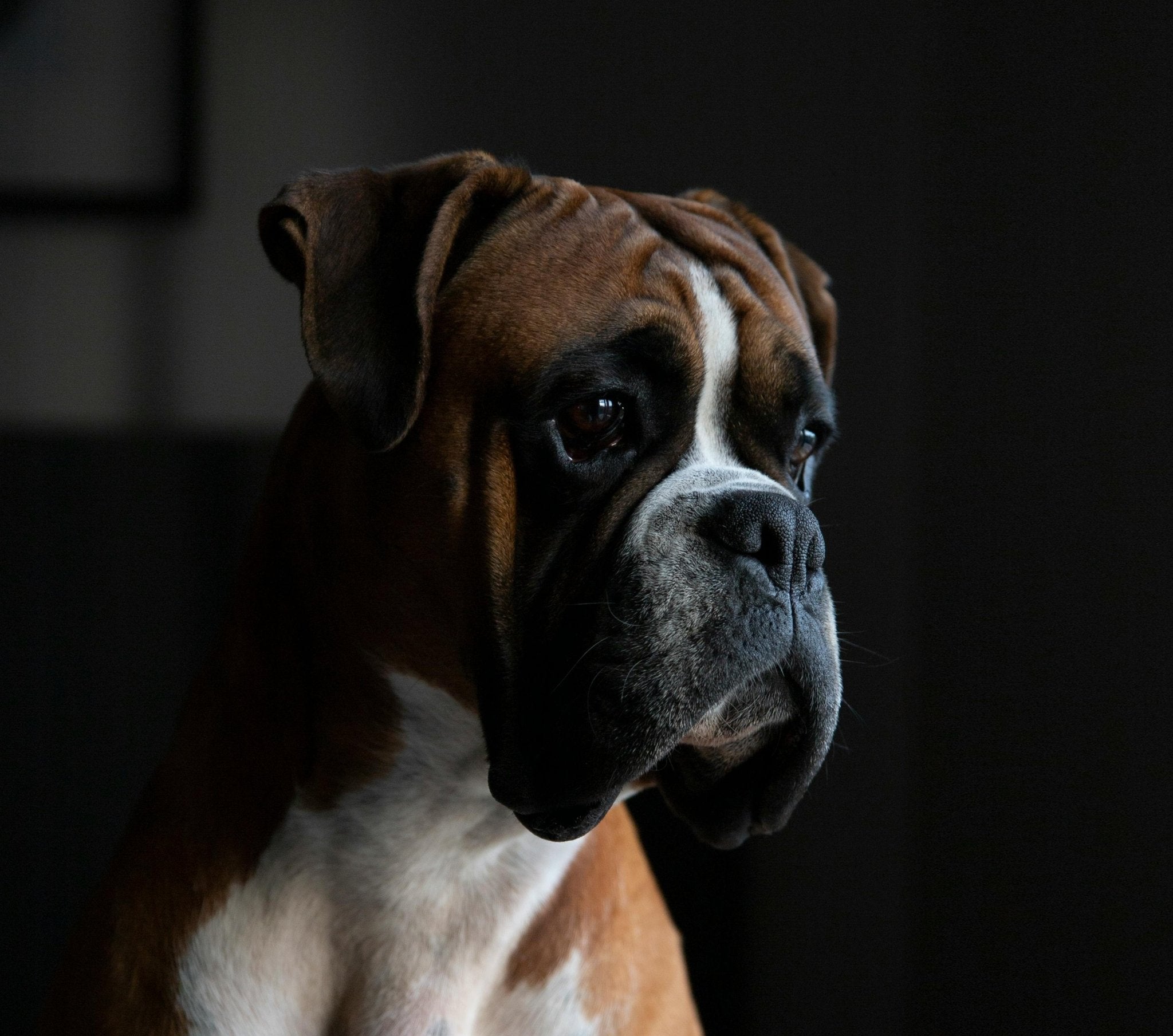 Boxer - en energisk och kärleksfull familjemedlem