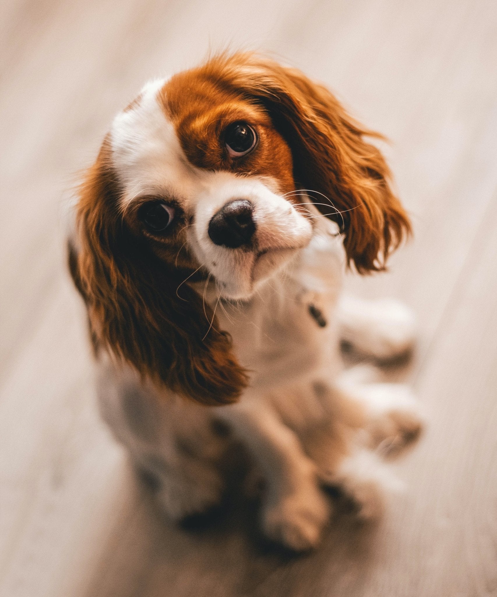 Cavalier king charles spaniel - en elegant och tillgiven följeslagare