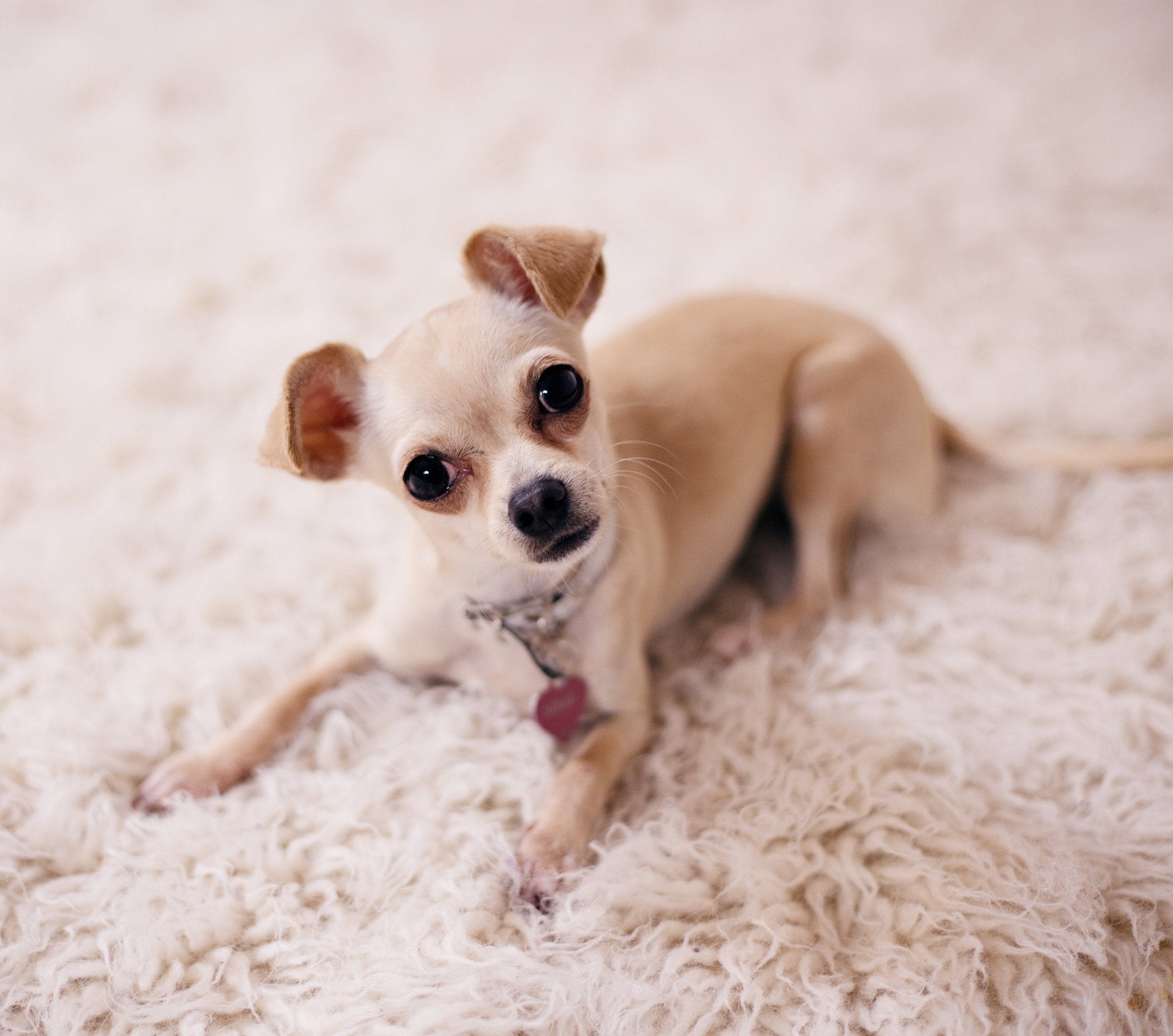 Chihuahua - a small dog with a big personality