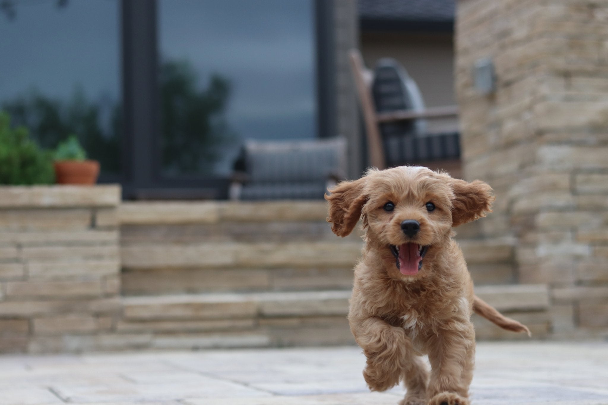 The basic exercises to start puppy training