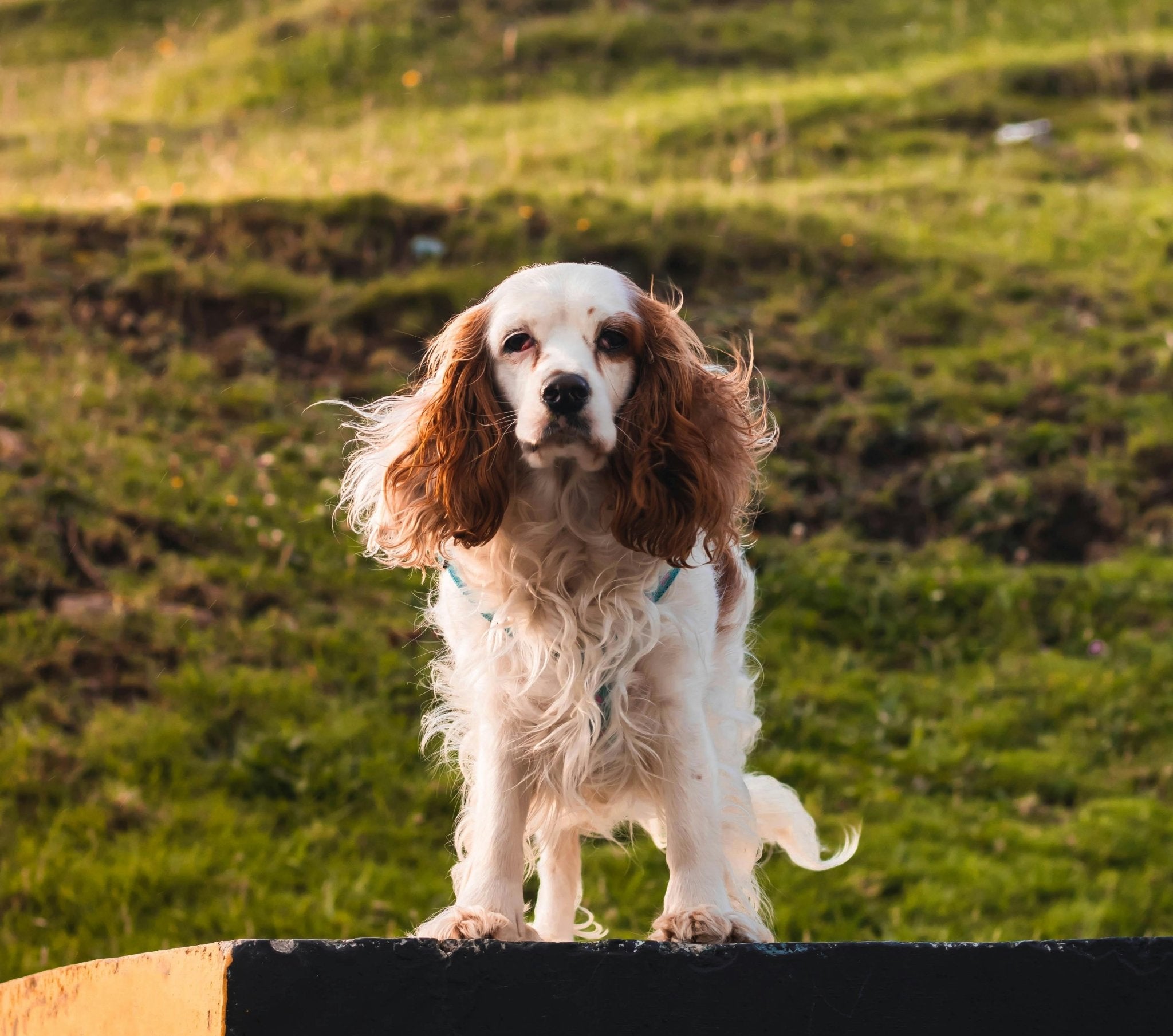 Engelsk cocker spaniel - en livlig och kärleksfull familjehund