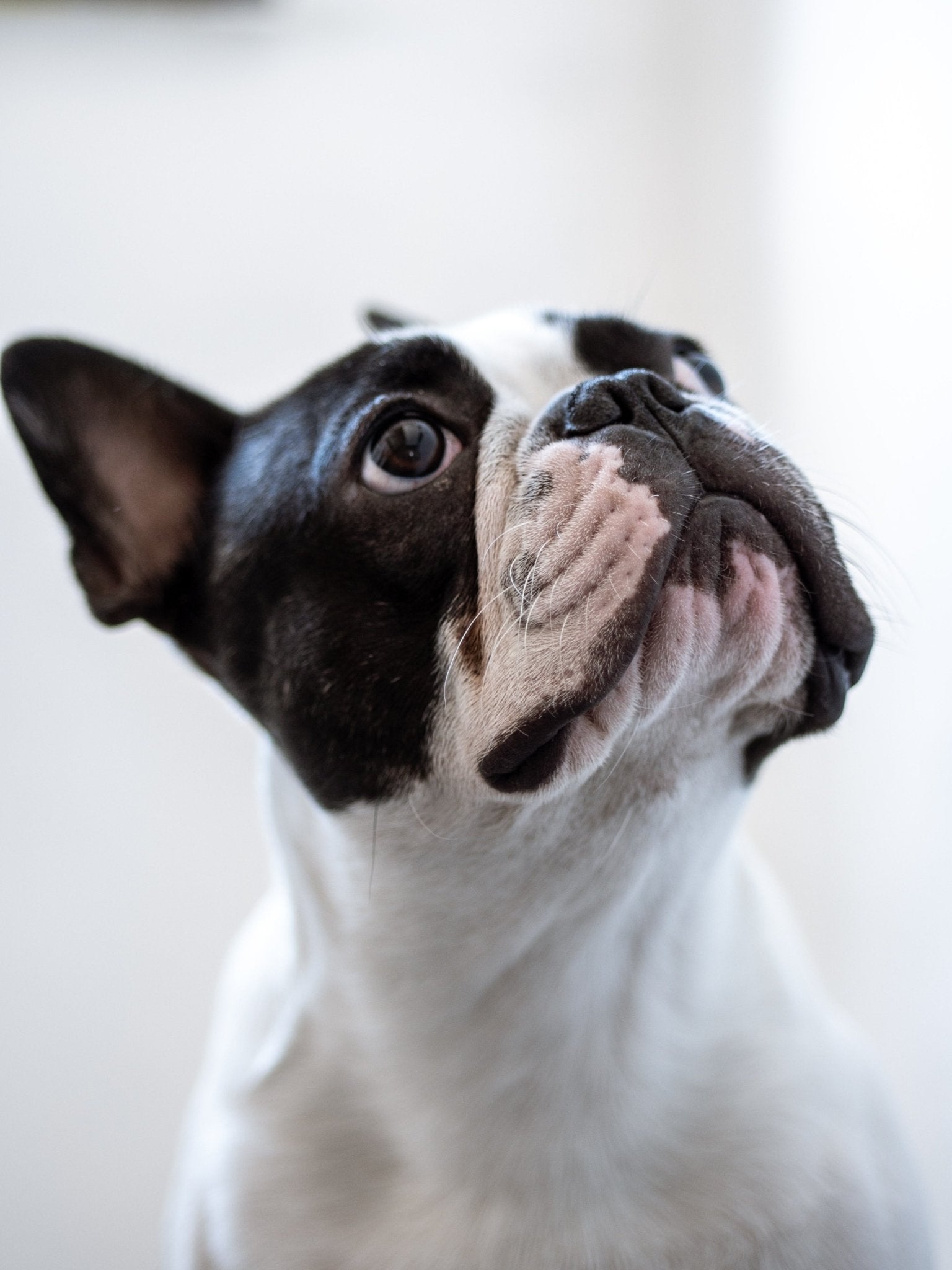 French bulldog - a charming and charismatic apartment friend