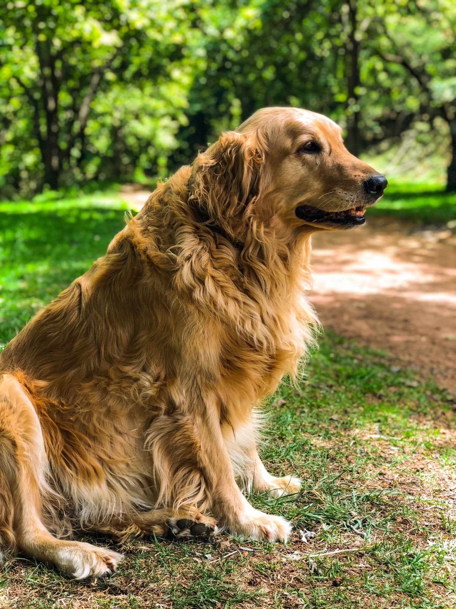 Golden retriever - en kärleksfull och mångsidig följeslagare