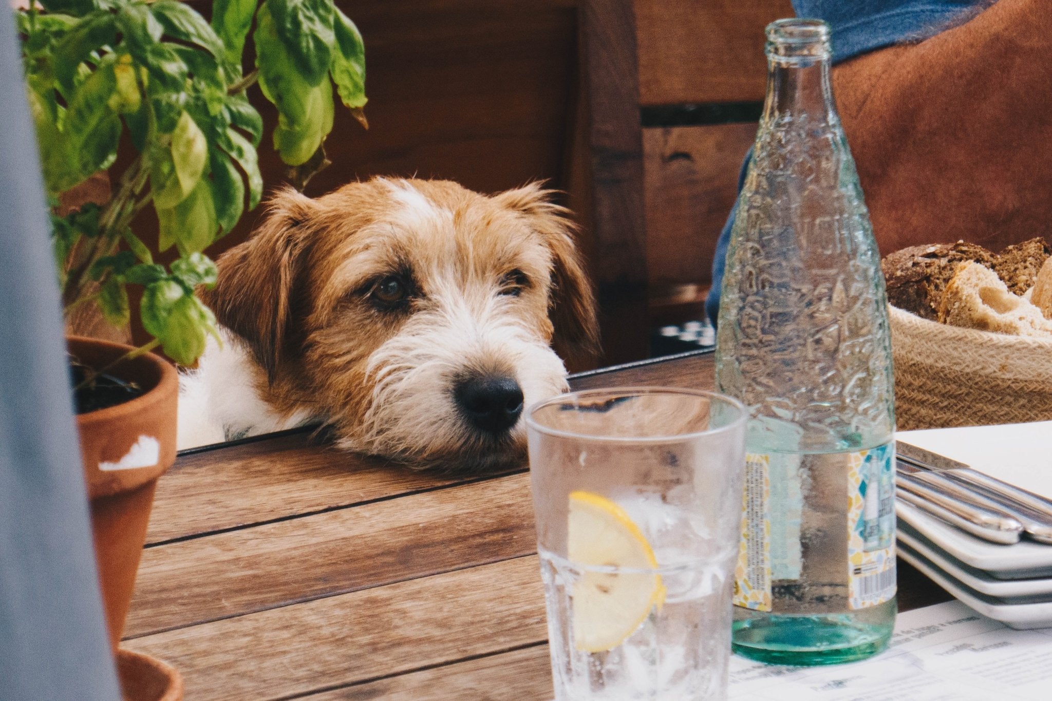 Komplett guide till säkra & osäkra livsmedel för din hund