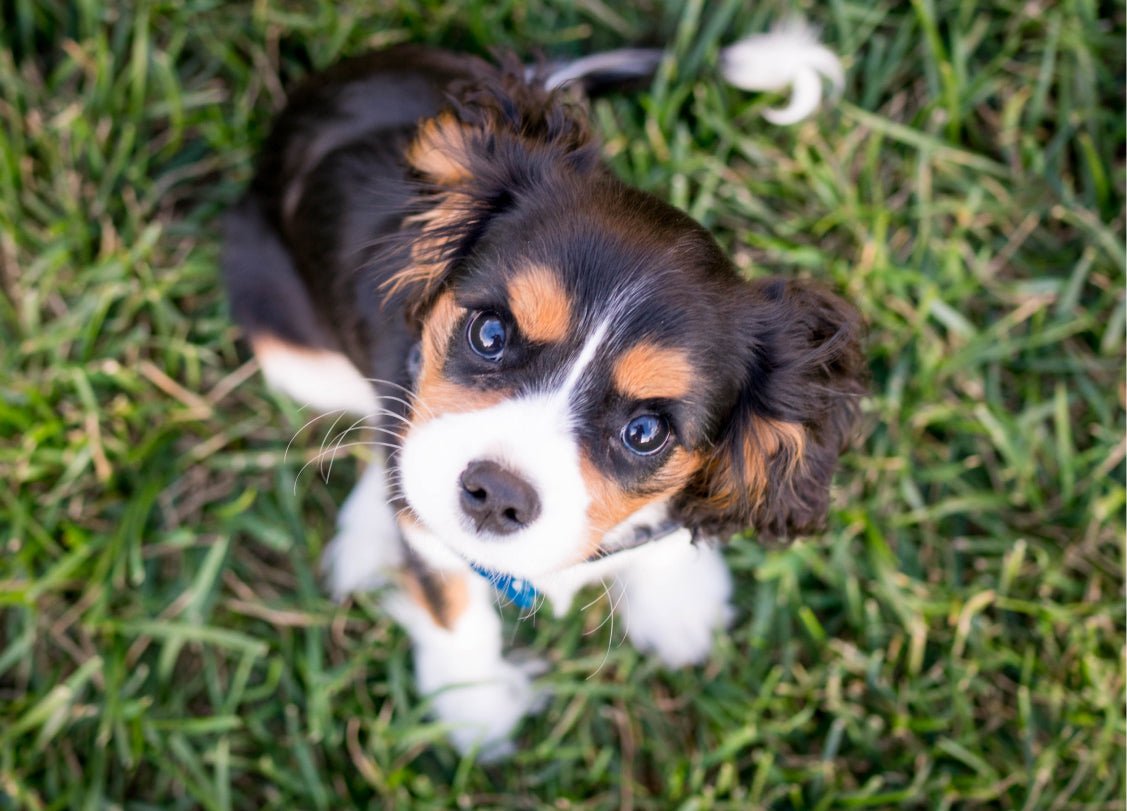 Puberty dog: How to handle the teenage phase!