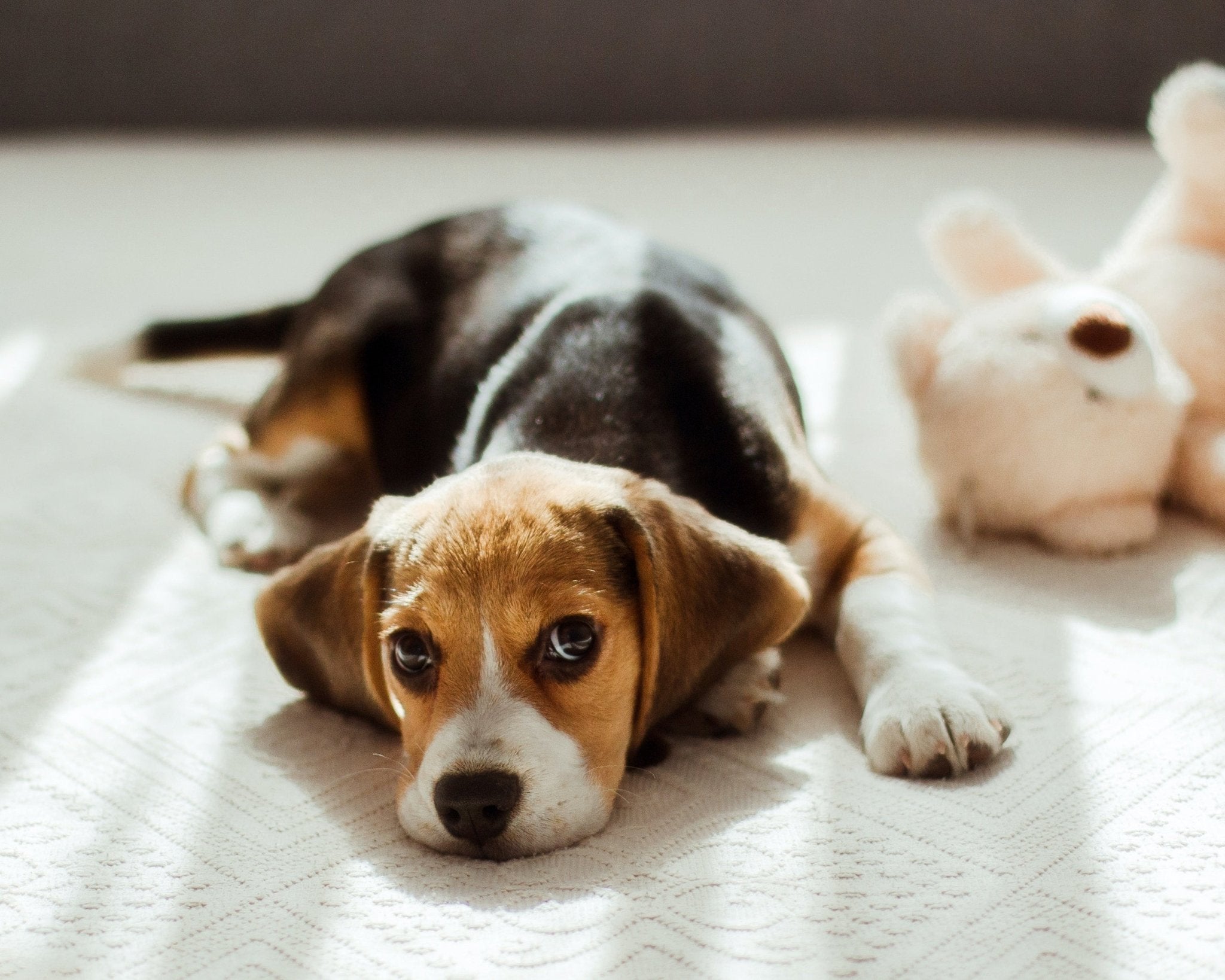 Köpa hund: En omfattande guide för blivande hundägare