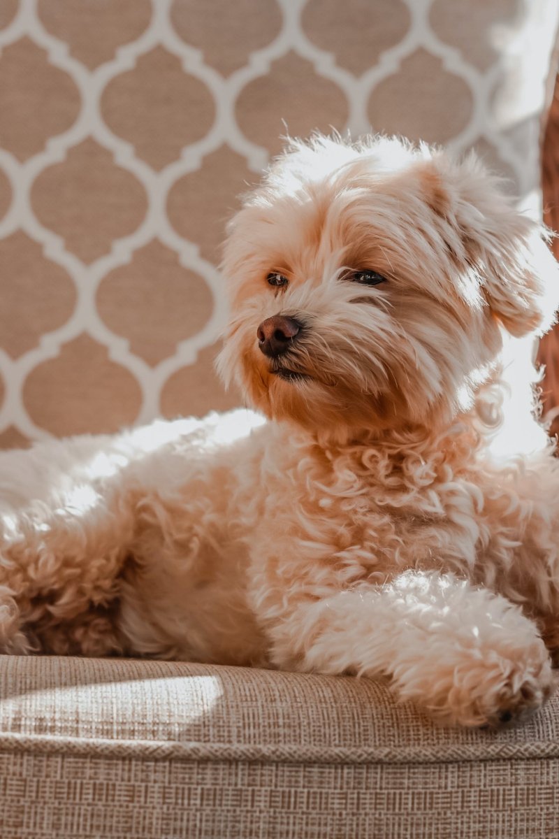 Maltipoo - an adorable and loving family companion