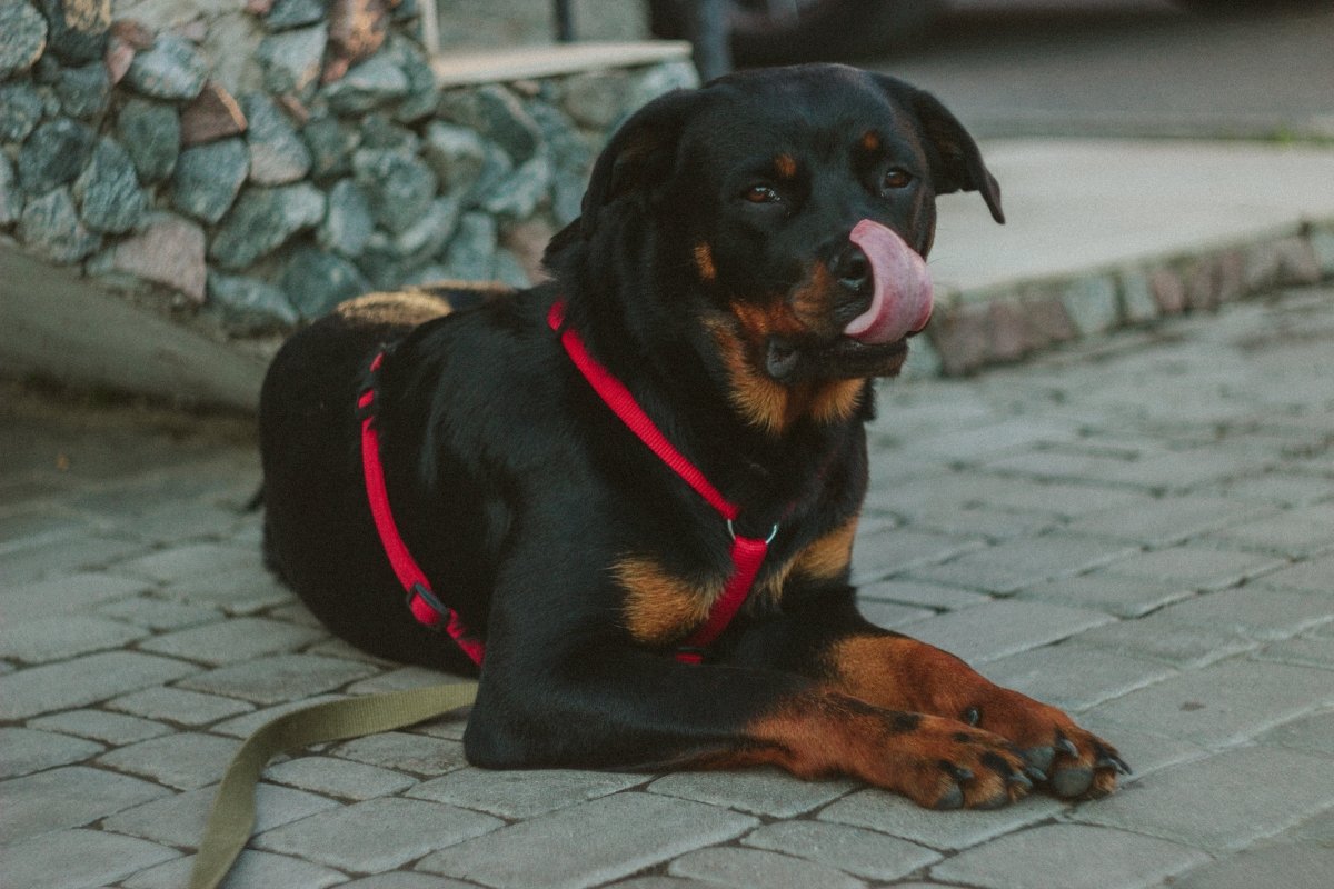 Rottweiler - a powerful and devoted guard dog