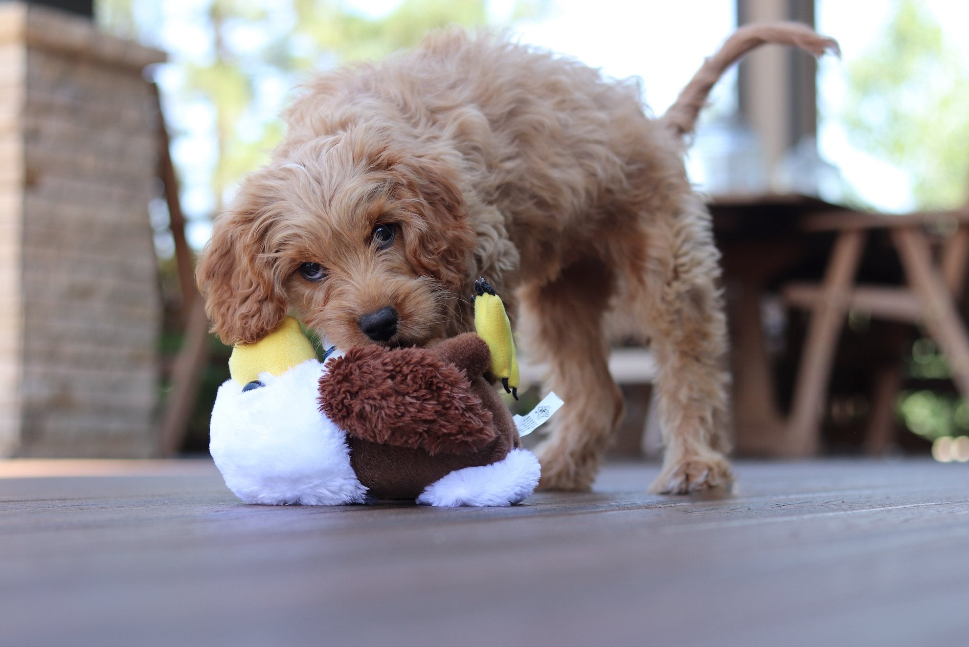 Tips &amp; advice for the best playtime with your puppy