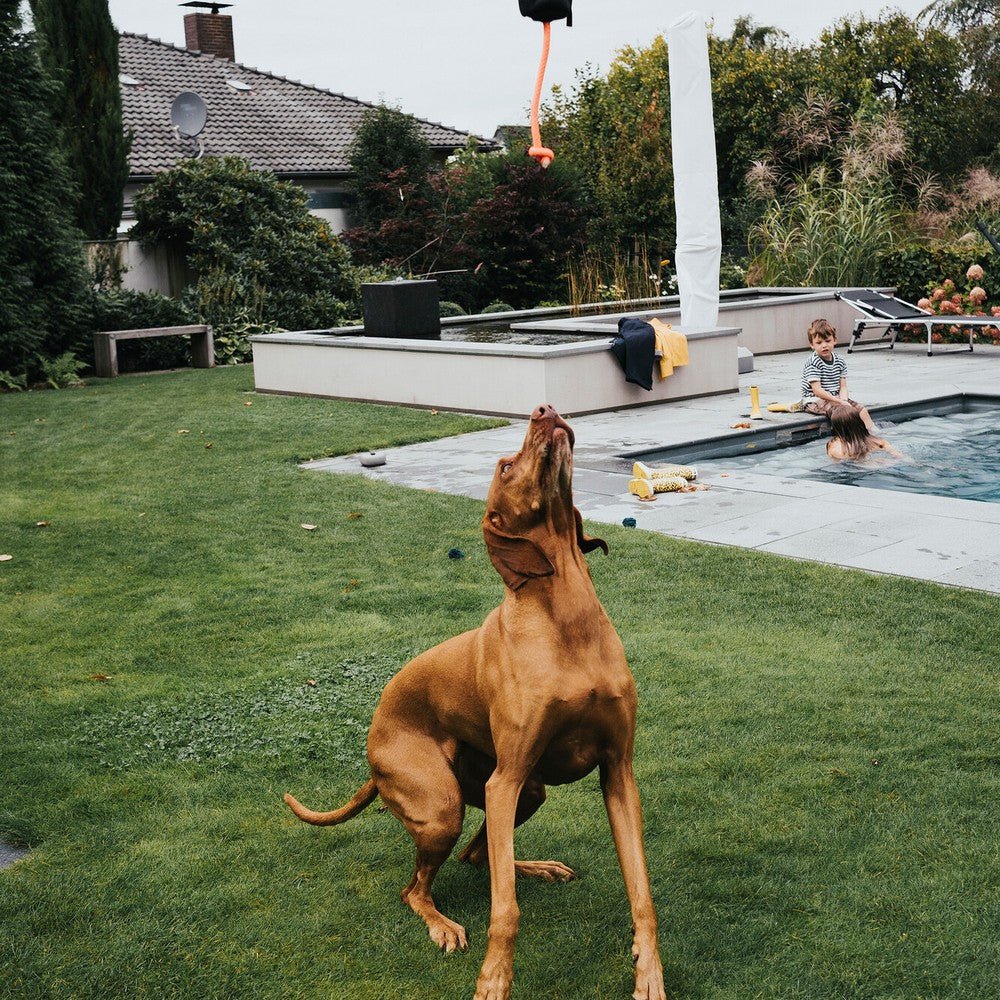 Träna din hund inför sommarens utmaningar