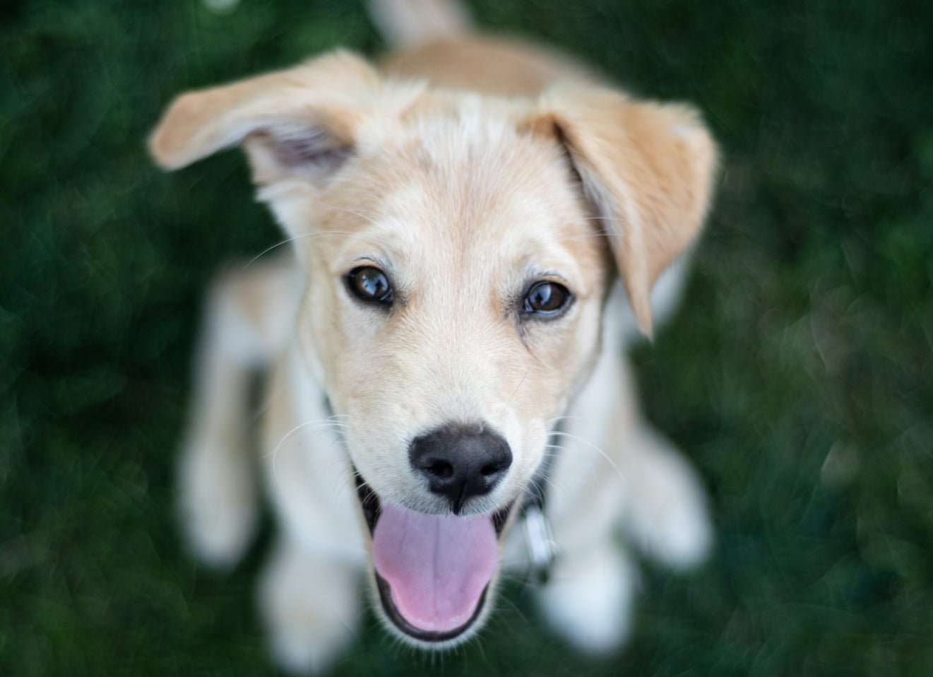 Practice contact exercises with your puppy