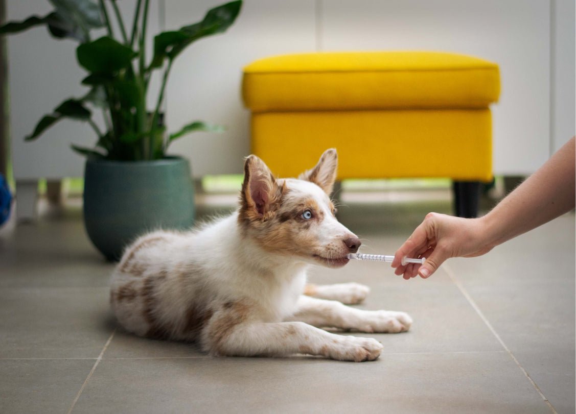 The puppy's first veterinary visit