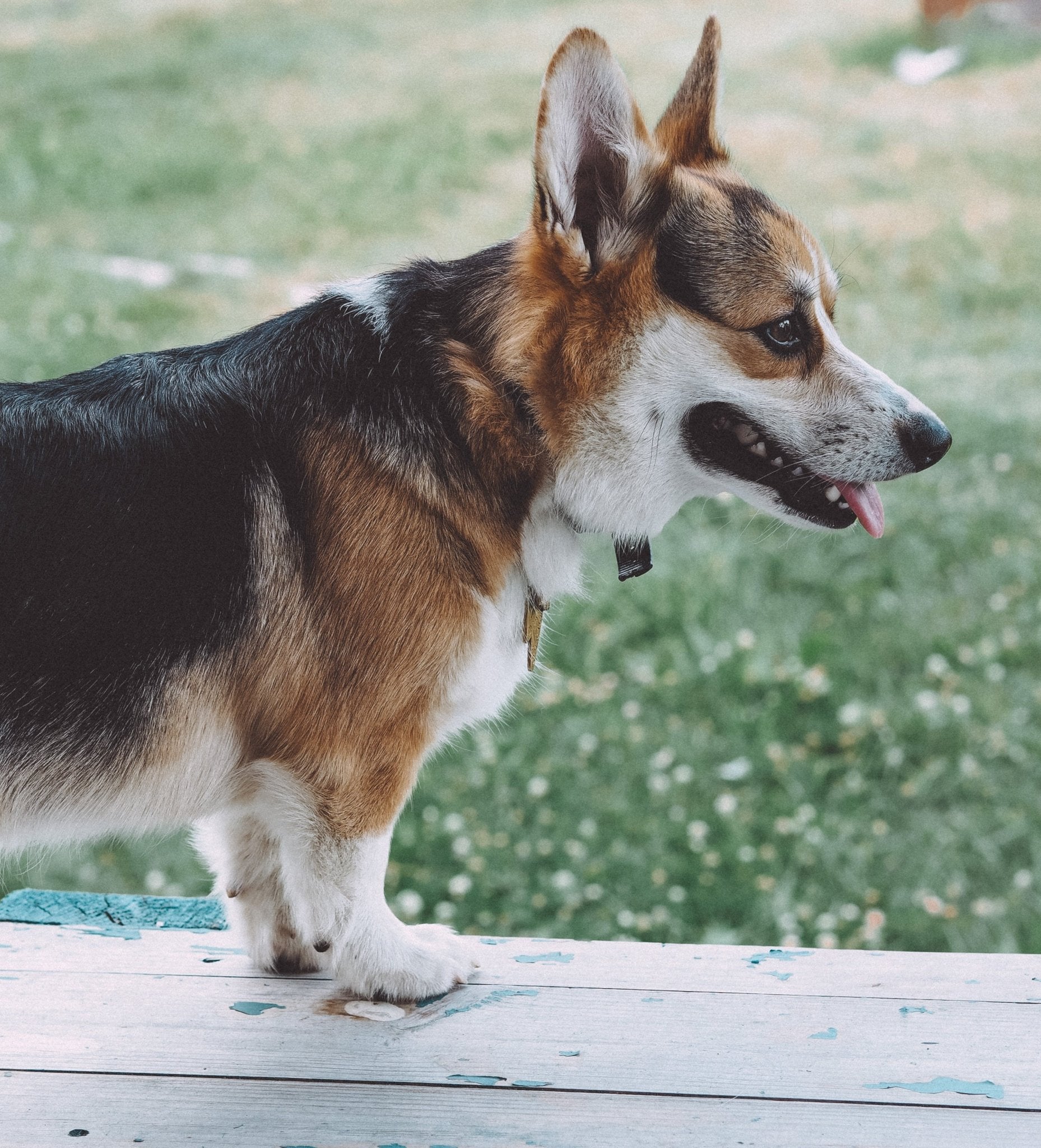 Welsh corgi cardigan - a loyal companion with historical charm