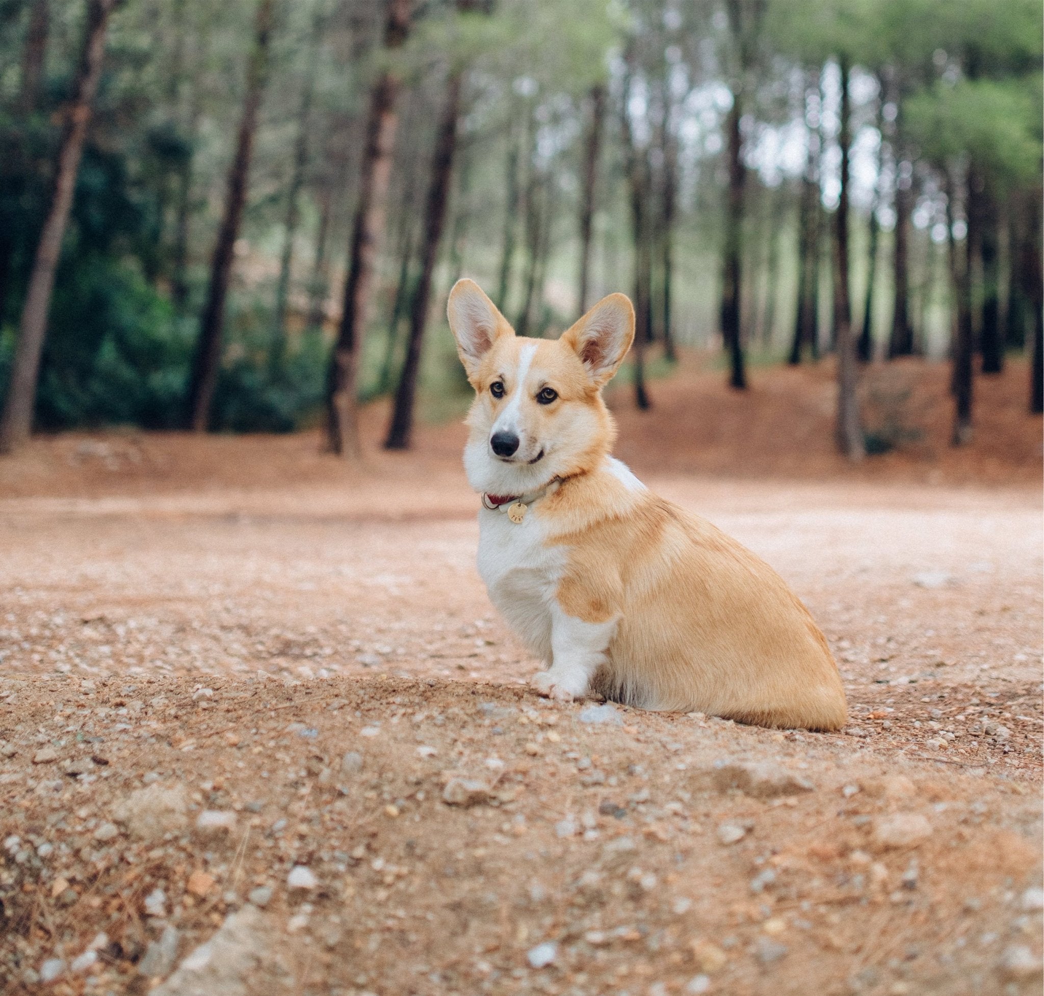 Welsh corgi pembroke - en liten hund med stor personlighet