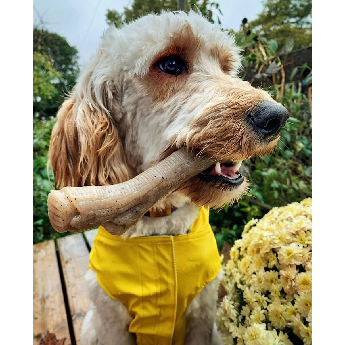 Tuggleksak för hundar Nylabone Brun Jordnötssmör M