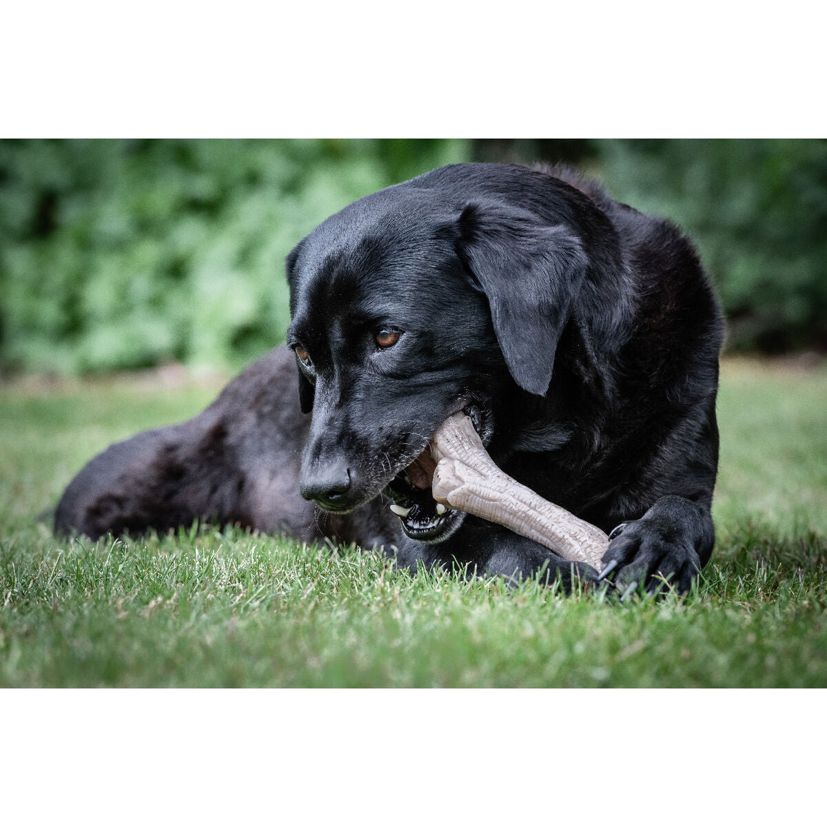 Tuggleksak för hundar Nylabone Brun Jordnötssmör XL