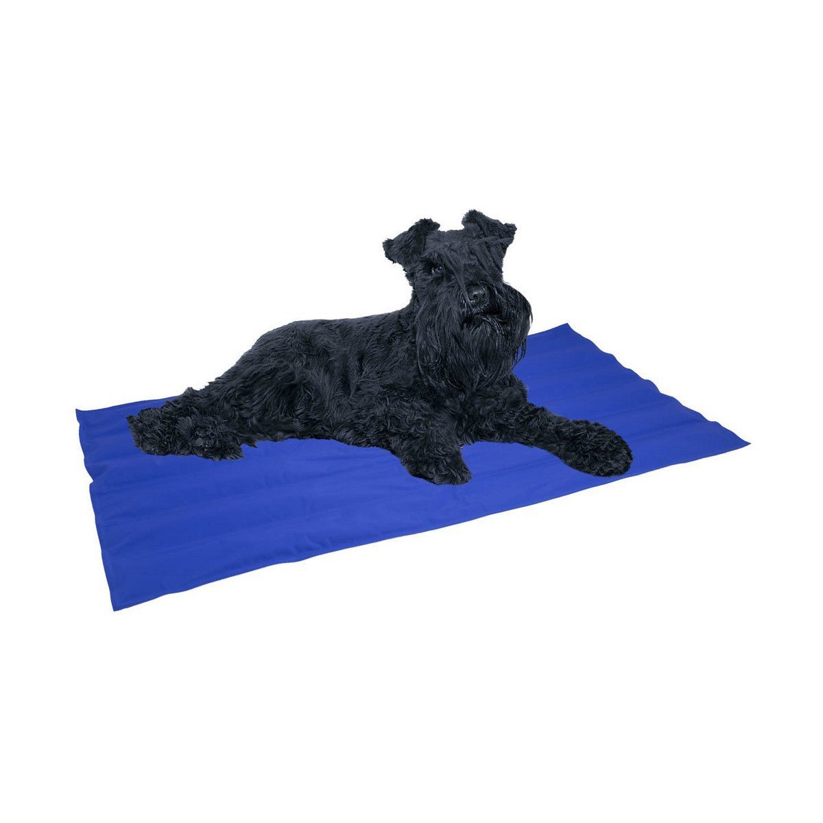 Hund Matta Nayeco Cool mat Blå Kylande gel (50 x 40 cm) - Nayeco | Valpoteket