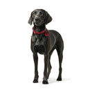 Hundhalsband Hunter Aalborg Röd M 38-47 cm - Hunter | Valpoteket