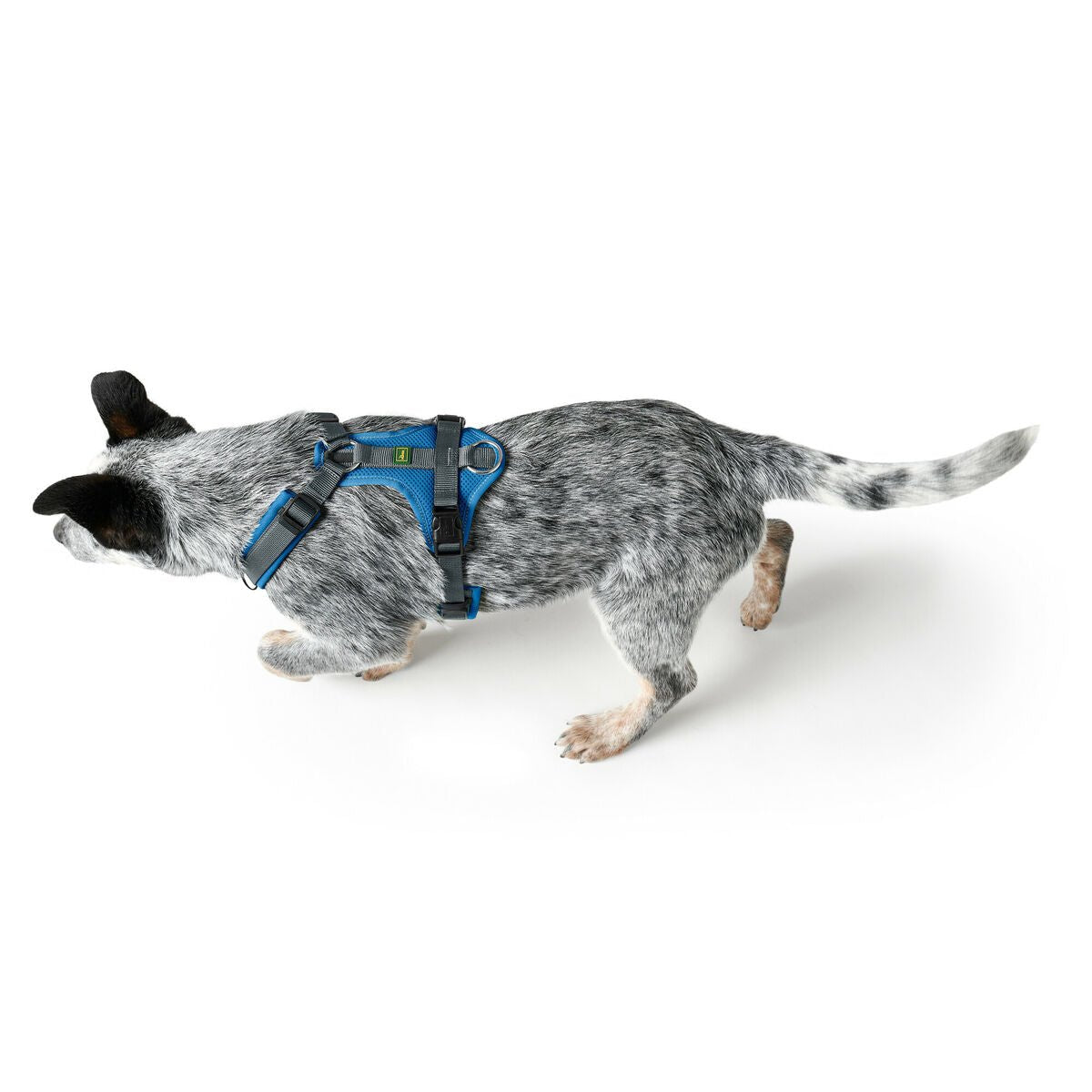 Hundsele Hunter Maldon Up Blå 46-82 cm S/M - Hunter | Valpoteket