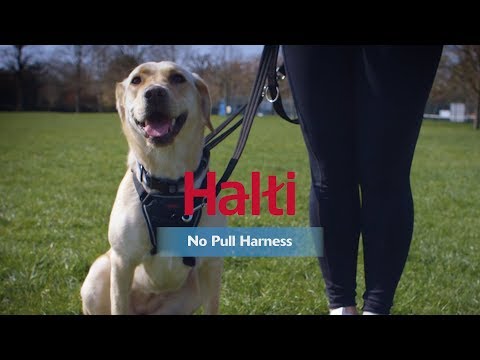 Anti-pull harness dog Halti black, M