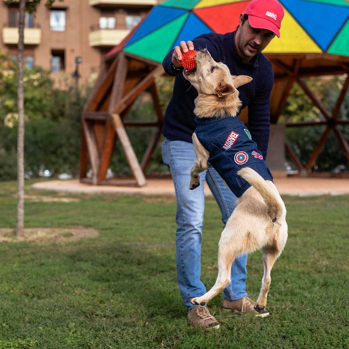 Dog Jacket Marvel Blå S - Marvel | Valpoteket