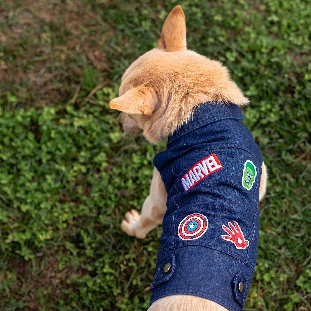 Dog Jacket Marvel Blå XS - Marvel | Valpoteket