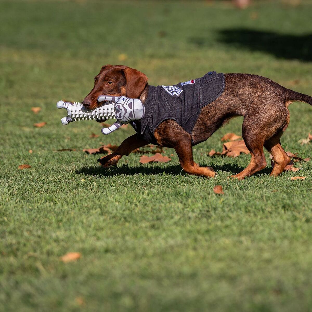 Dog Jacket Star Wars Grå XXS