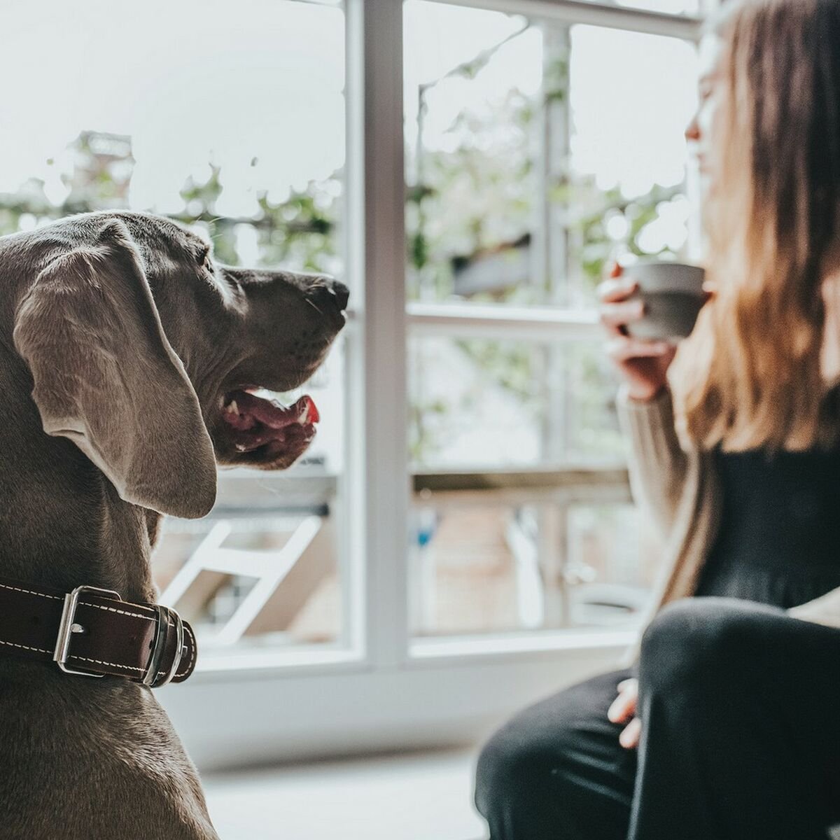 Hundhalsband Aalborg | Mjukt koläder | Brun, XS - Hunter | Valpoteket