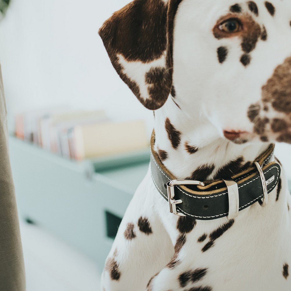 Hundhalsband Aalborg | Mjukt koläder | Svart, XL - Hunter | Valpoteket