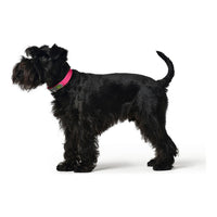 Hundhalsband Hunter Convenience Rosa Storlek M/L (42-50 cm) - Hunter | Valpoteket