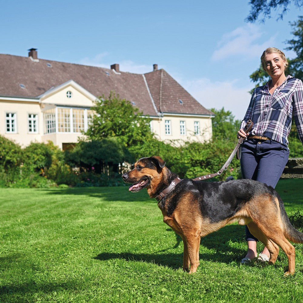 Hundhalsband läder Swiss | Enastående hantverk | Brun, M-L (60) - Hunter | Valpoteket