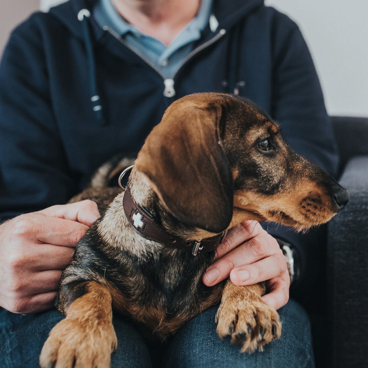 Hundhalsband läder Swiss | Enastående hantverk | Brun, S-M (50) - Hunter | Valpoteket