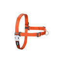 Hundsele Red Dingo 30-42 cm Orange XS - Red Dingo | Valpoteket