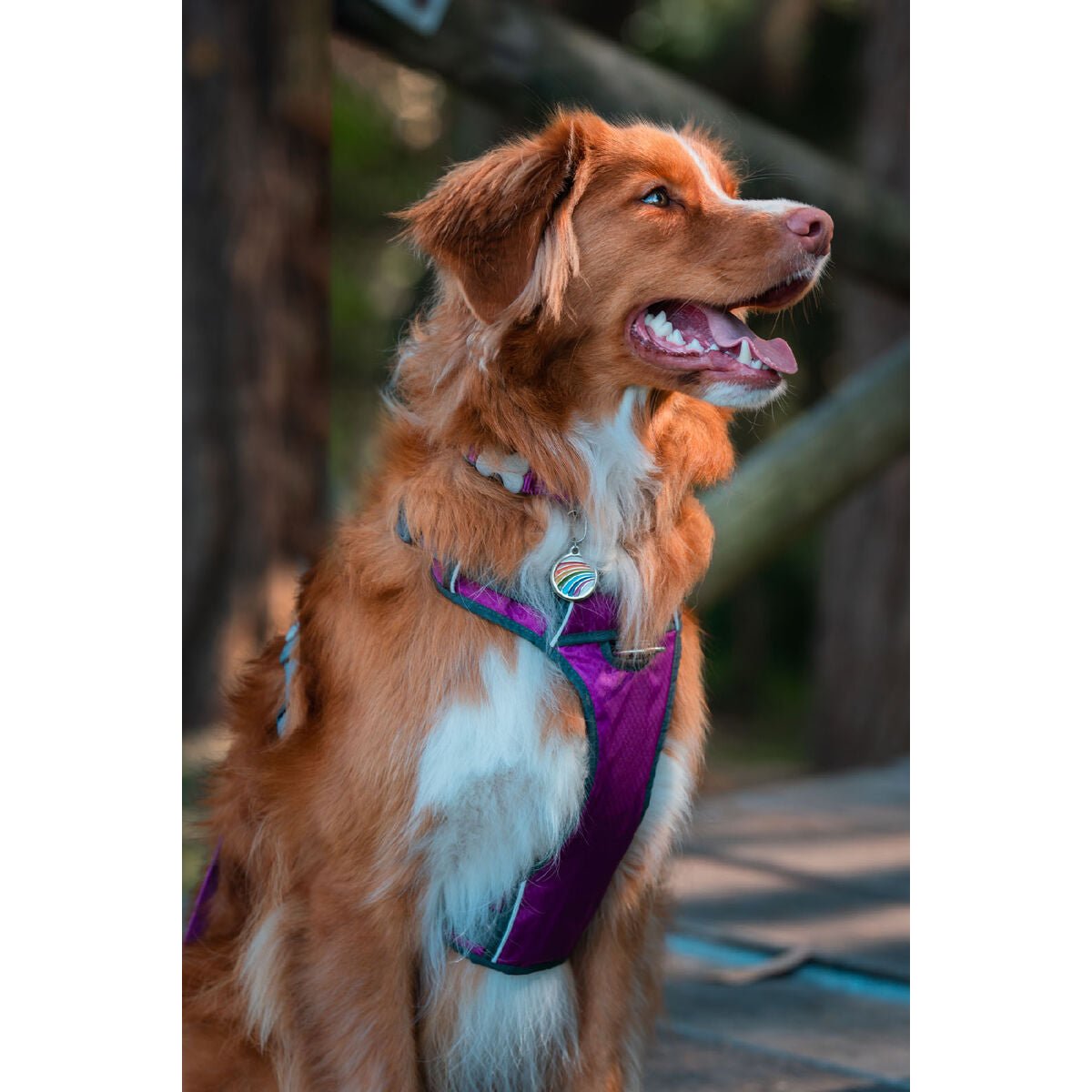 Dog harness Red Dingo Dingo 30-47 cm 37-52 cm Purple S