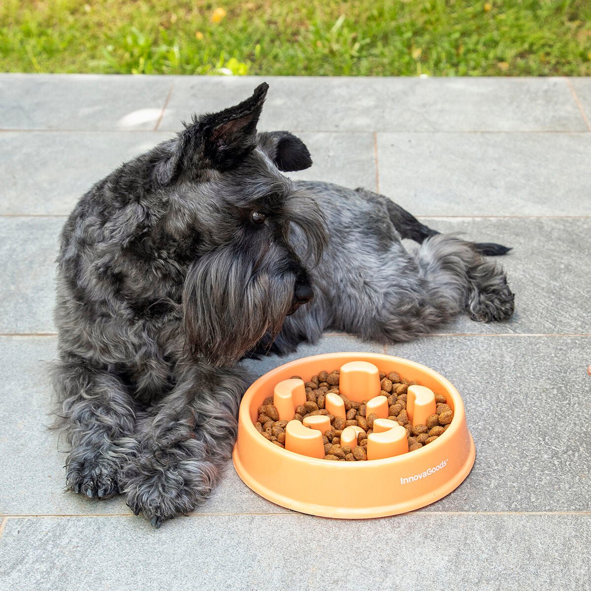 Slow eating food bowl for pets Slowfi InnovaGoods