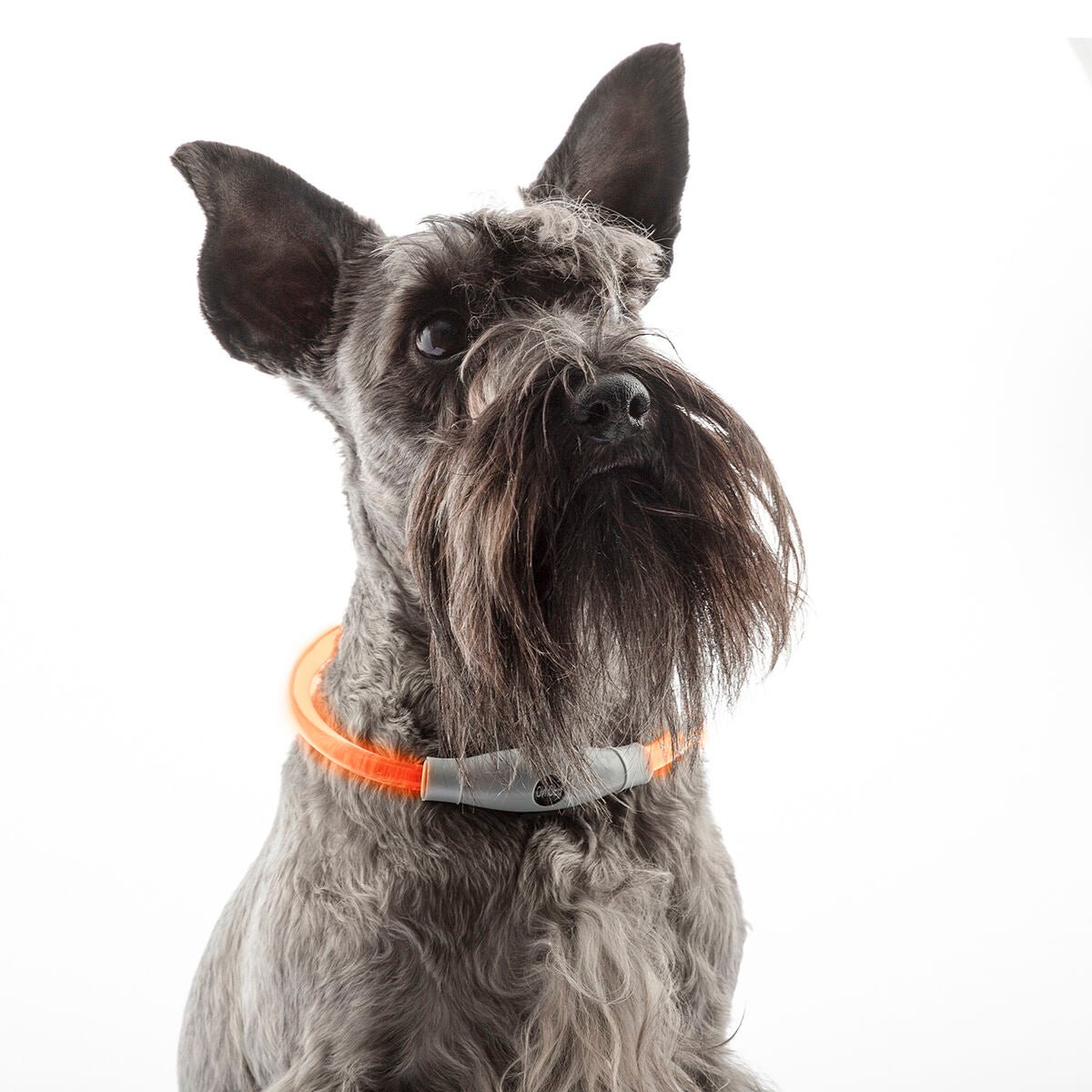 Glowing Dog Collar | Suitable for all dog types