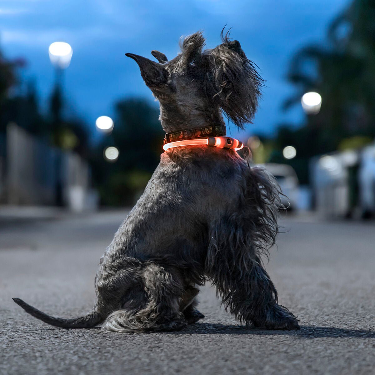 Glowing Dog Collar | Suitable for all dog types