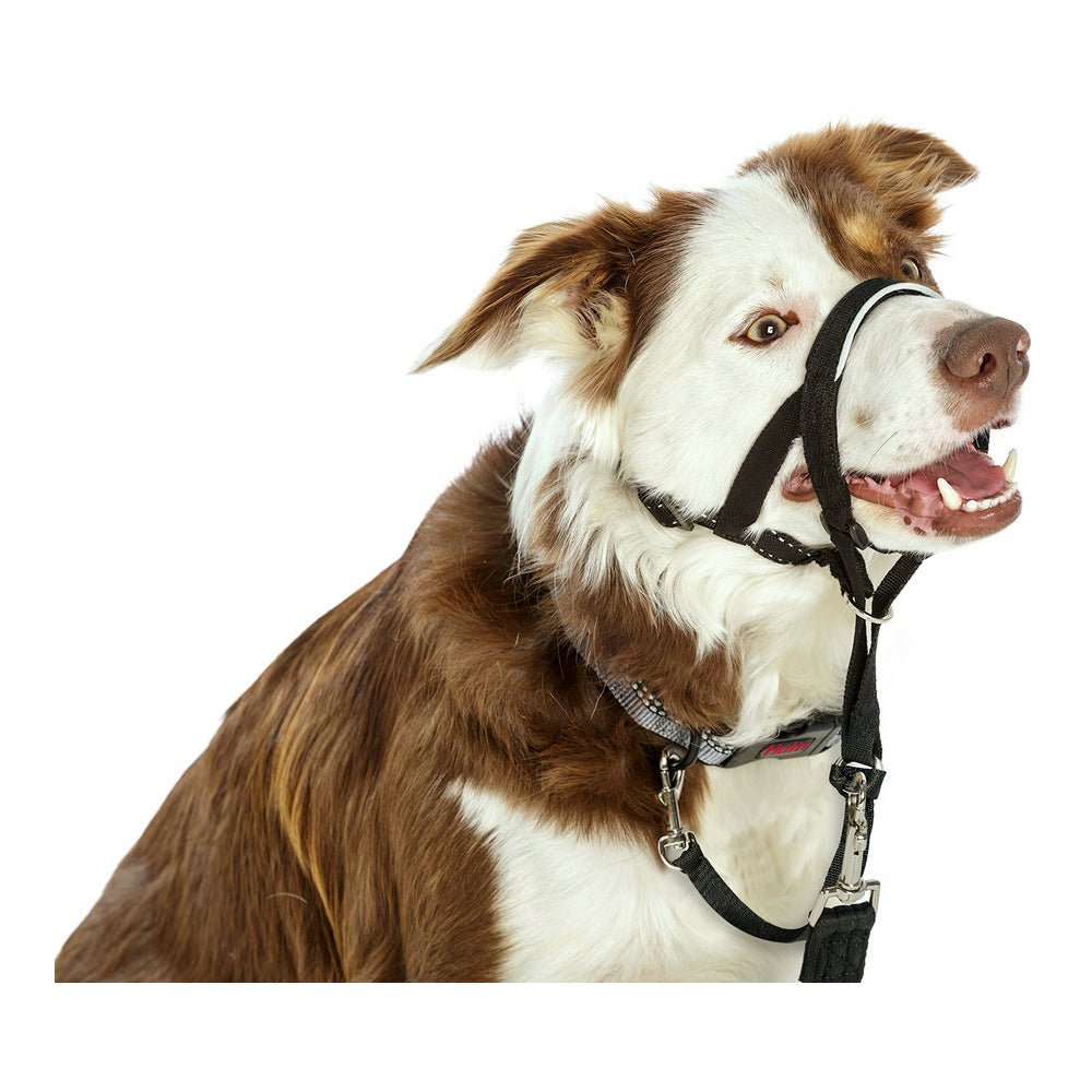 Nosgrimma hund Halti svart (29-36 cm) | Antidrag i koppel - Company of Animals | Valpoteket