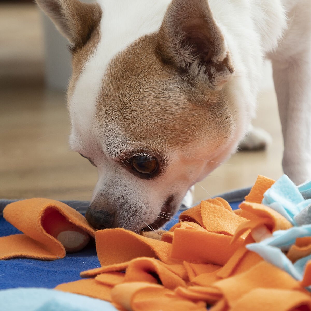 Olfactory mat for pets Fooland InnovaGoods